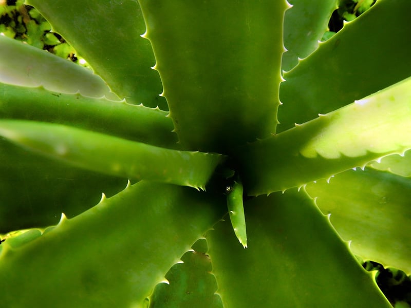 Aloe Vera Succulent
