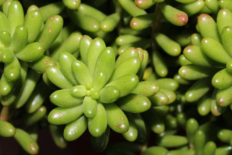 Sedum Succulent
